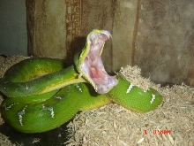 My Tree Boa