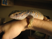 my baby savv on my arm