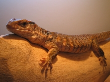 basking spot