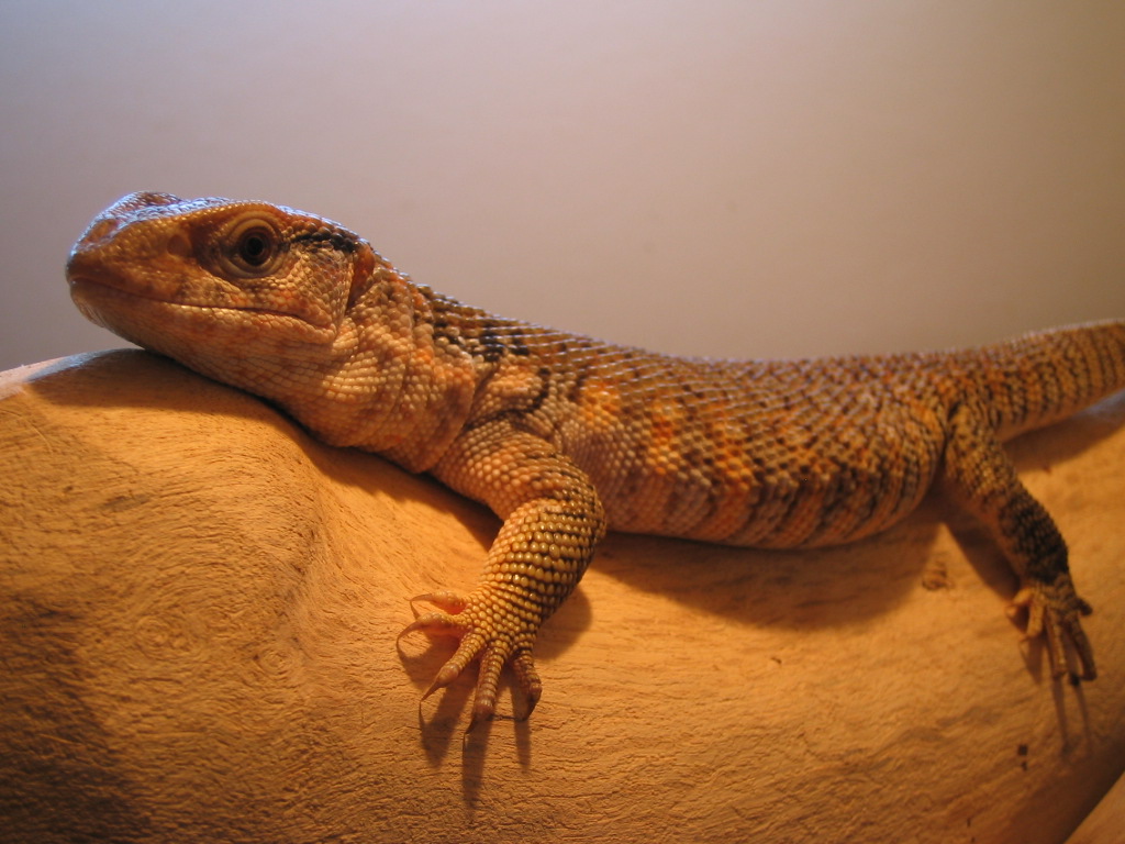 basking spot
