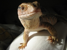 The Stare