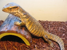 Mambo chilling
