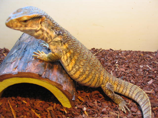 Mambo chilling
