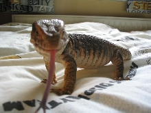 Tongue Shot