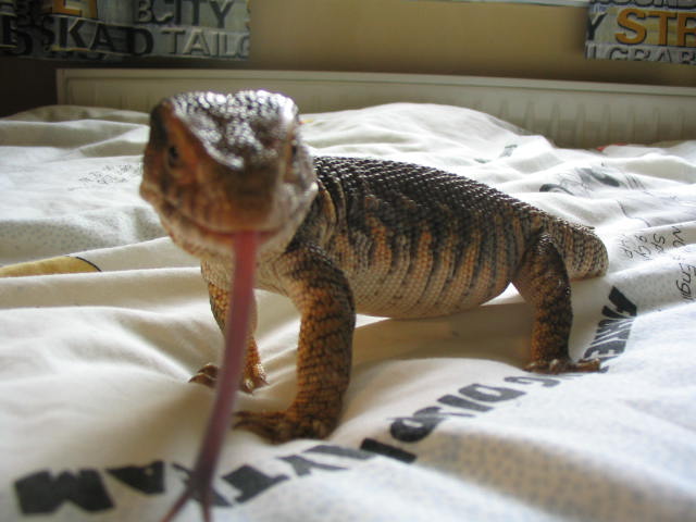Tongue Shot