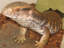 Mambo