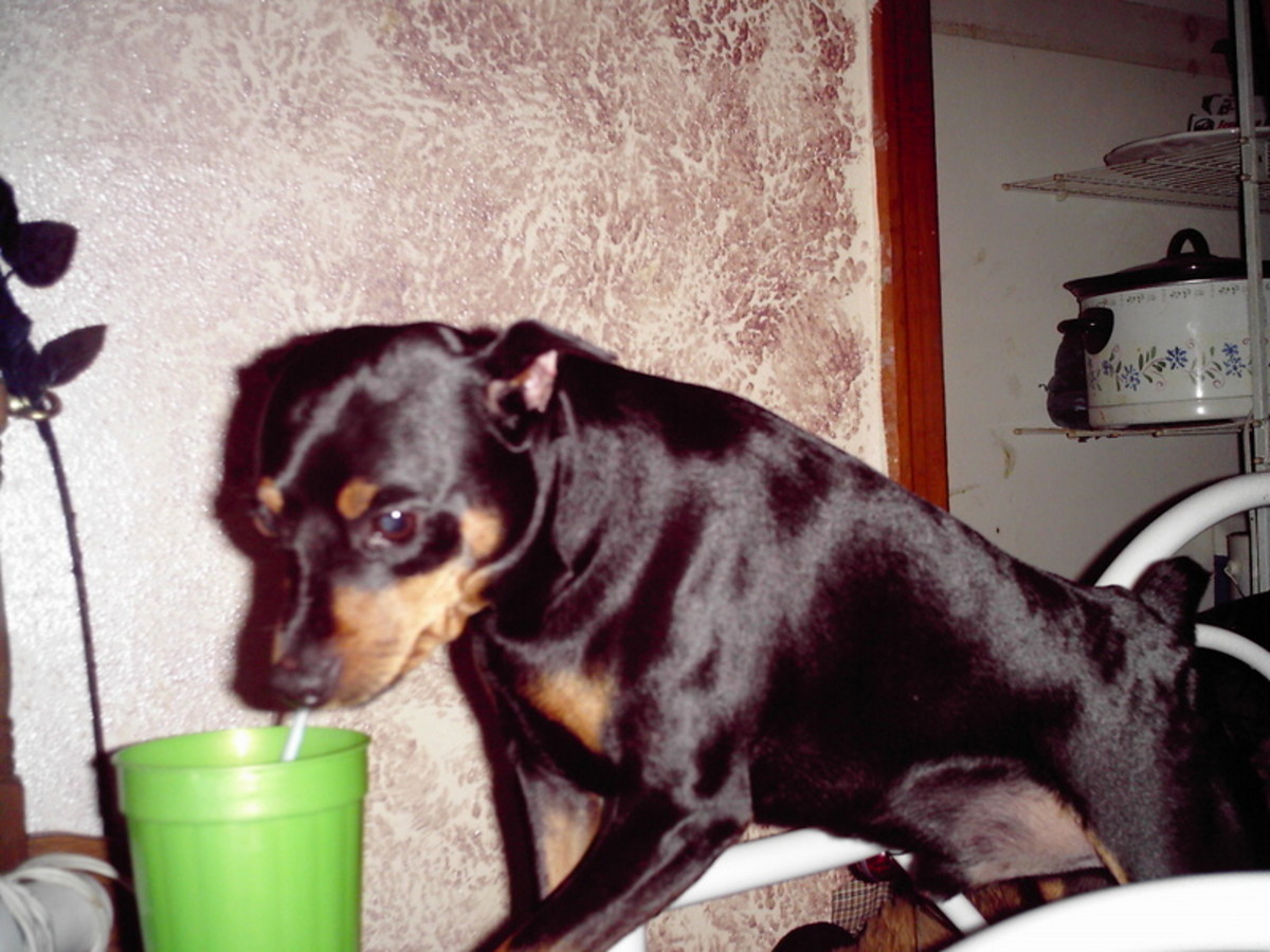 Demon having a cold one