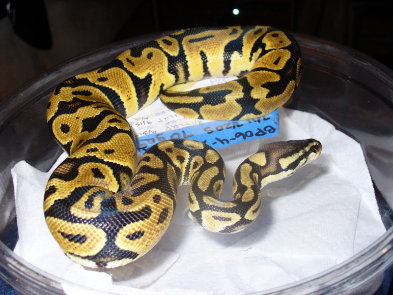 06 pastel 2