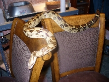 redtail female