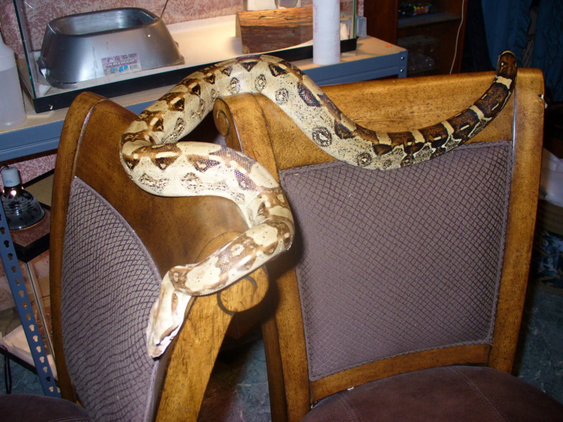 redtail female