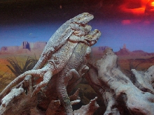 beardie sandwitch
