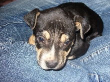 Zeus 6 weeks old male