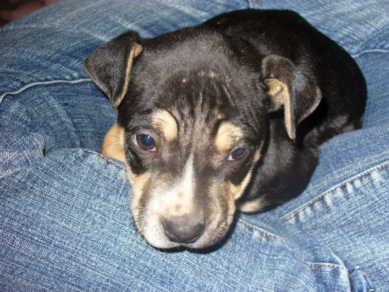 Zeus 6 weeks old male