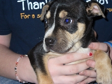 Zeus 6 weeks old