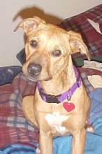 my pit