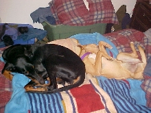 pit and dobie