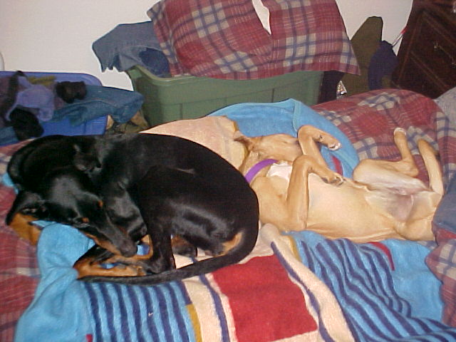 pit and dobie