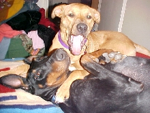 pit and dobie