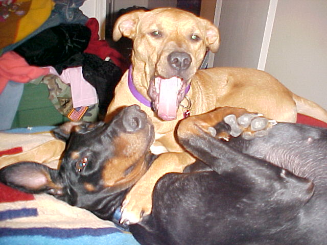 pit and dobie