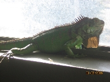 My green iguana