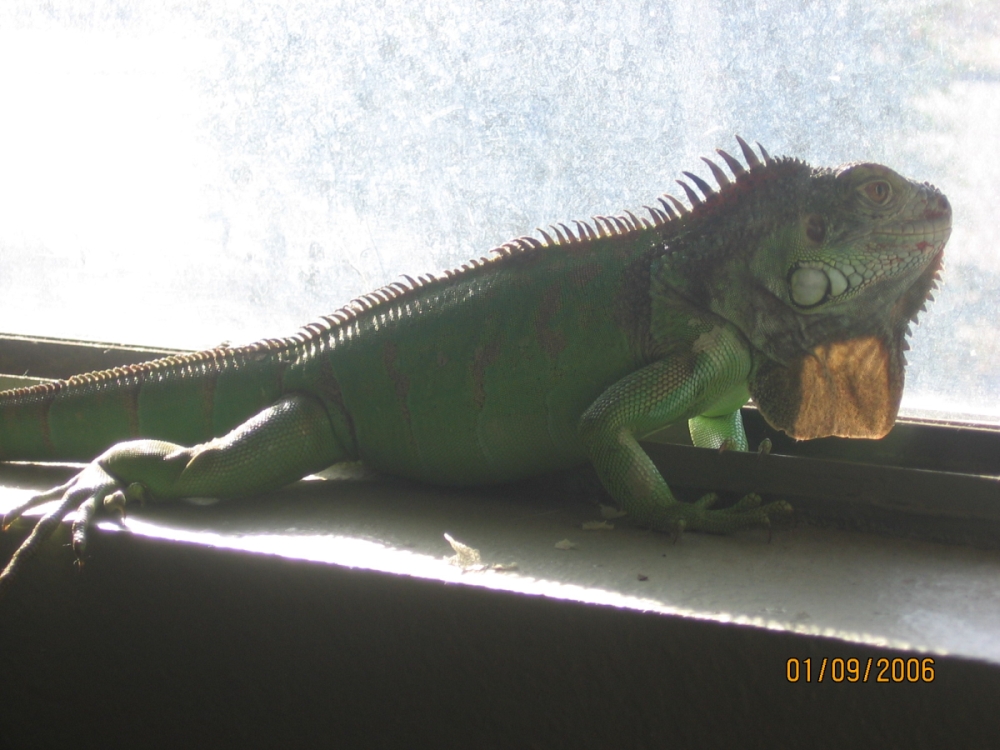 My green iguana