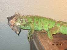 My green iguana