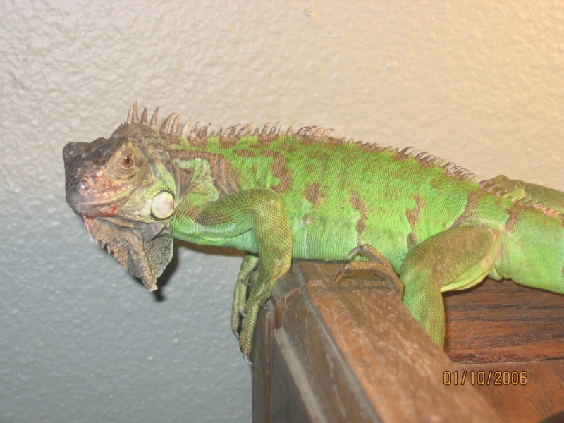 My green iguana