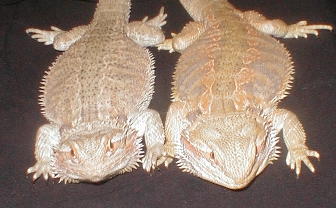 Myst and Tiel