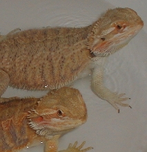 Myst and Tiel