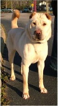 NEFI