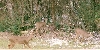 Whitetail In My Yard.