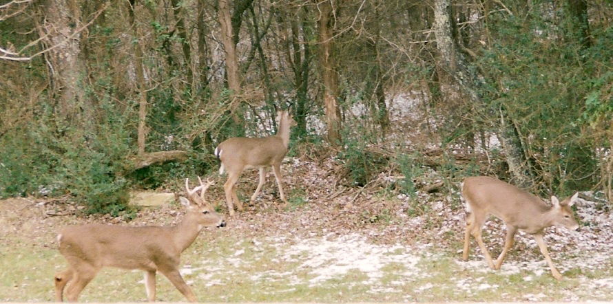 Whitetail In My Yard.