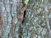 Bairdi In A Maple