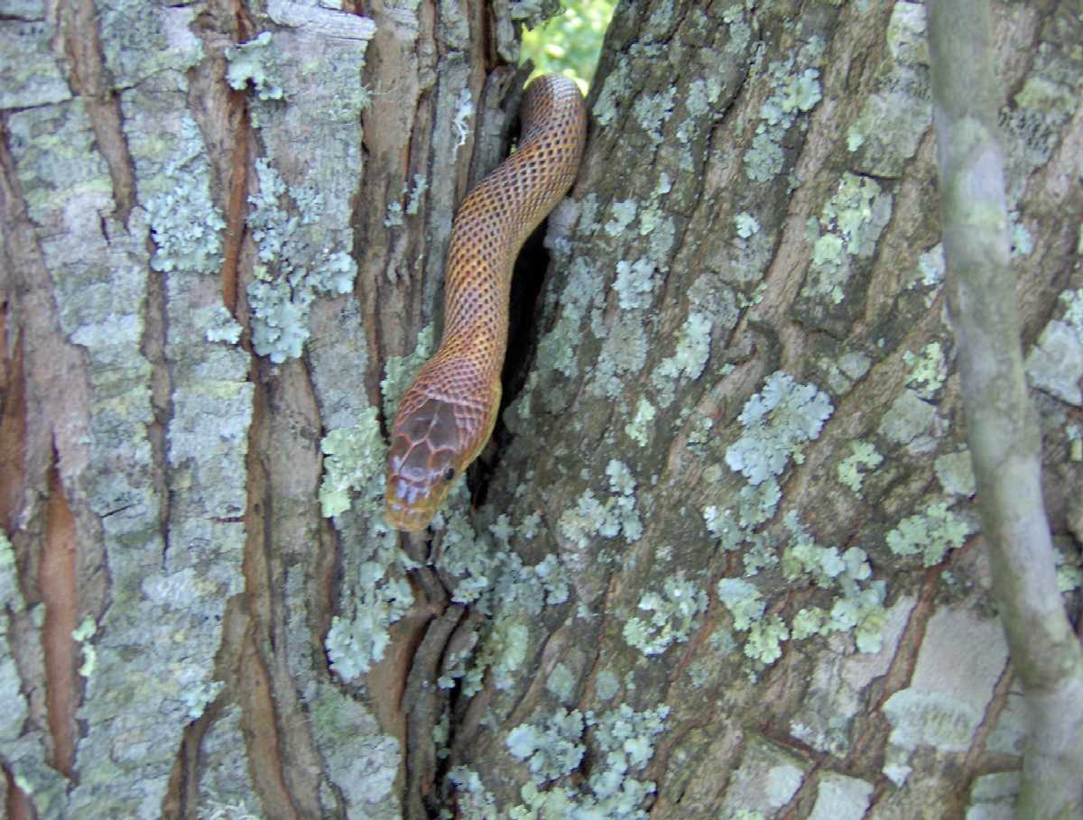 Bairdi In A Maple