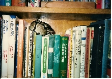 Ball on Shelf
