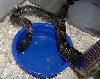 WV Black Rat Road Rescue