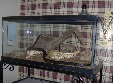 Black Rat's New Digs