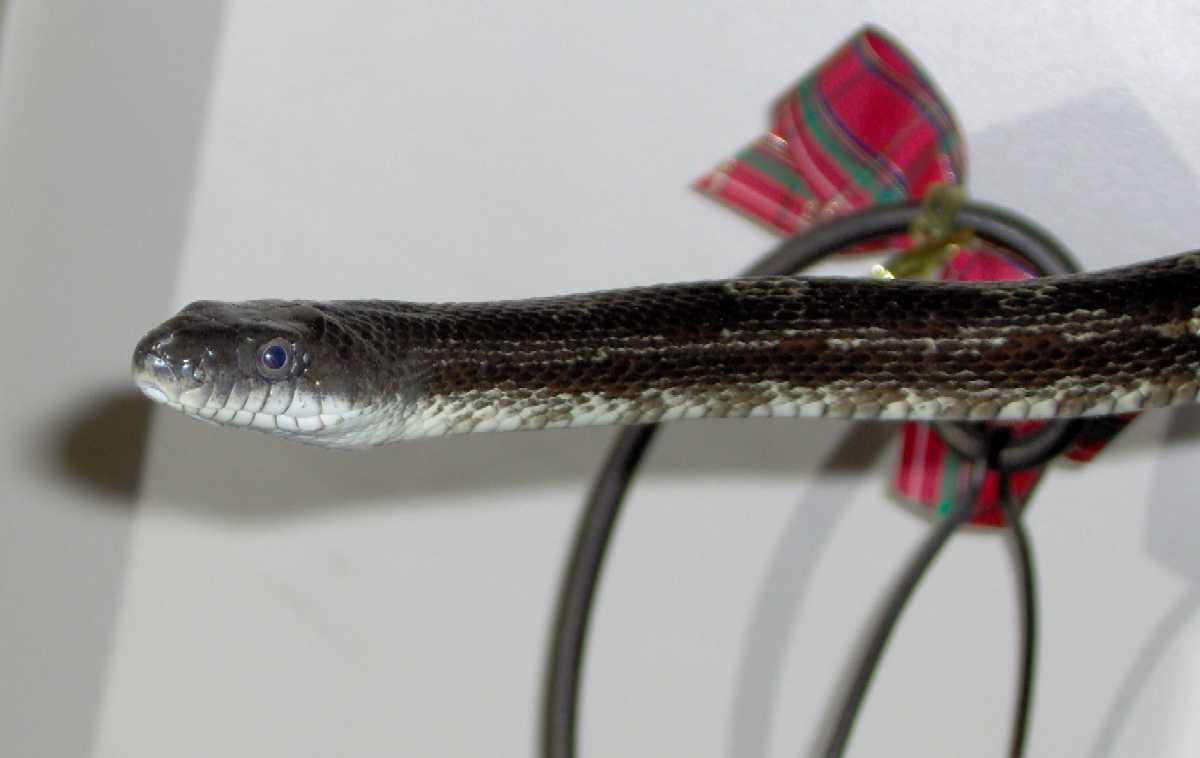 Black Rat Profilr