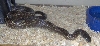 WV Black Rat, Rescued!