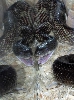 Black Rat Savors  Mouse