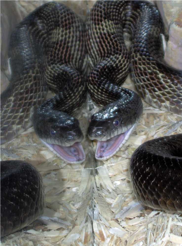 Black Rat Savors  Mouse