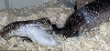 Black Rat Eats First Mouse