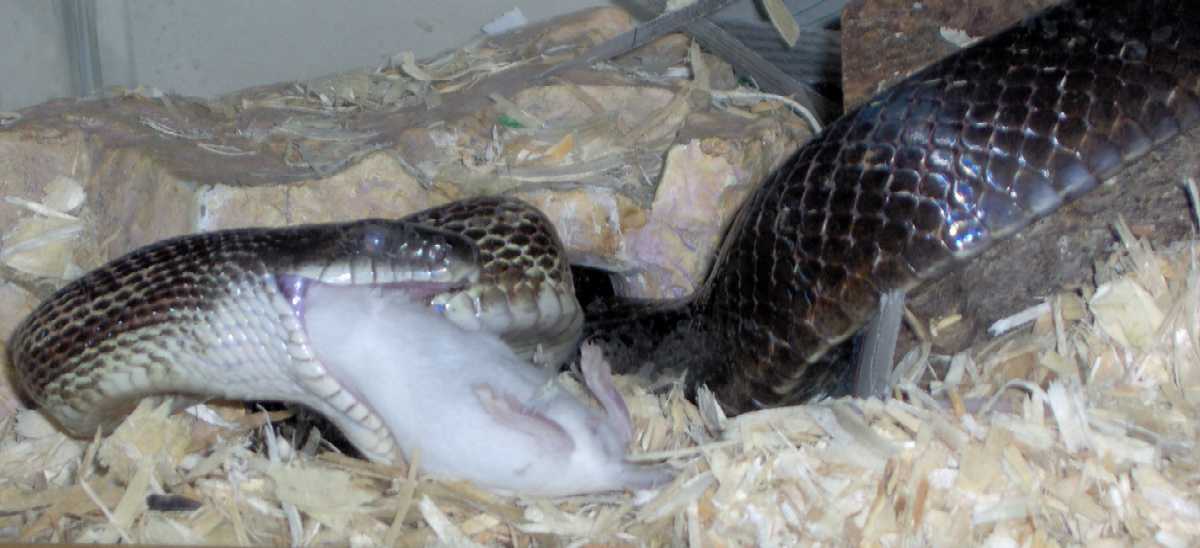 Black Rat Eats First Mouse