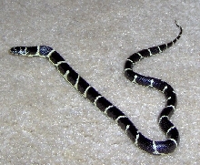 New Chain King A
