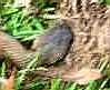 Cottonmouth Lawnmower Kill