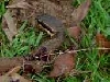 Cottonmouth Lawnmower Kill 02