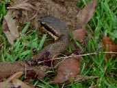Cottonmouth Lawnmower Kill 02