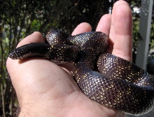 Fatty In Hand 01