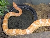 Kathy's Creamsicle