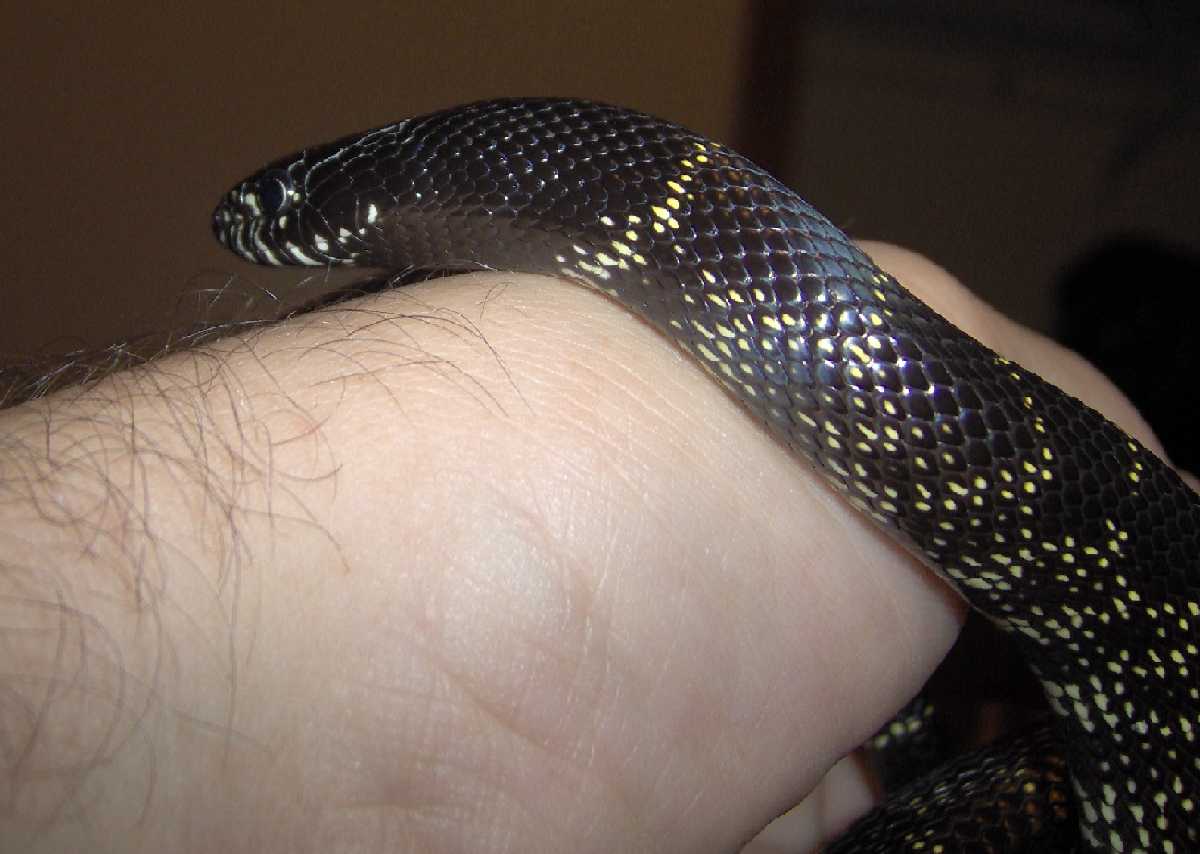 Black King